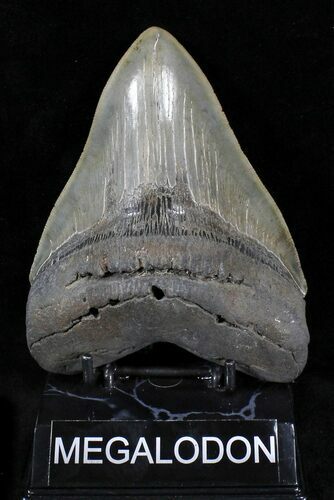 Huge Fossil Megalodon Tooth - Nice Serrations #23672